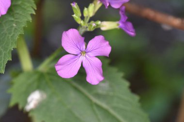 Menekşe narin bir çiçektir ve menekşe vermek samimiyet ve güveni sembolize eder. Keman seven kadın duygularında samimi ve dışavurumlarında çok dürüsttür.