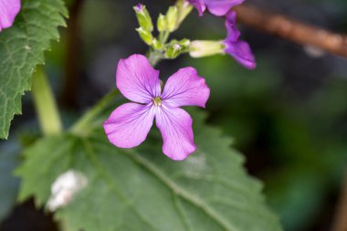 Menekşe narin bir çiçektir ve menekşe vermek samimiyet ve güveni sembolize eder. Keman seven kadın duygularında samimi ve dışavurumlarında çok dürüsttür.