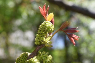 Erkek ceviz çiçekleri. Açık yeşil renkler, bir önceki yılın dallarının bazal kısmında bulunan cilt bakımı gruplarına ayrılır.. 