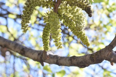 Erkek ceviz çiçekleri. Açık yeşil renkler, bir önceki yılın dallarının bazal kısmında bulunan cilt bakımı gruplarına ayrılır.. 