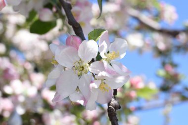 Elma çiçekleri aşkın, barışın, şehvetin ve verimliliğin aceleci sembolleridir, pembenin tonlarıyla beyaz, ve tozlaşma için böcekleri çeken özel bir koku ve aroma..