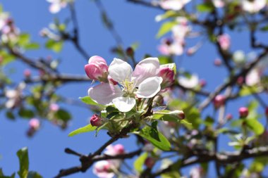 Elma çiçekleri aşkın, barışın, şehvetin ve verimliliğin aceleci sembolleridir, pembenin tonlarıyla beyaz, ve tozlaşma için böcekleri çeken özel bir koku ve aroma..