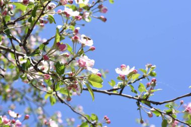 Elma çiçekleri aşkın, barışın, şehvetin ve verimliliğin aceleci sembolleridir, pembenin tonlarıyla beyaz, ve tozlaşma için böcekleri çeken özel bir koku ve aroma..