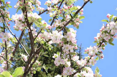 Elma çiçekleri aşkın, barışın, şehvetin ve verimliliğin aceleci sembolleridir, pembenin tonlarıyla beyaz, ve tozlaşma için böcekleri çeken özel bir koku ve aroma..