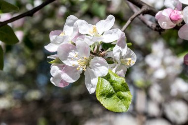 Elma çiçekleri aşkın, barışın, şehvetin ve verimliliğin aceleci sembolleridir, pembenin tonlarıyla beyaz, ve tozlaşma için böcekleri çeken özel bir koku ve aroma..