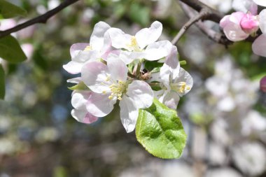 Elma çiçekleri aşkın, barışın, şehvetin ve verimliliğin aceleci sembolleridir, pembenin tonlarıyla beyaz, ve tozlaşma için böcekleri çeken özel bir koku ve aroma..