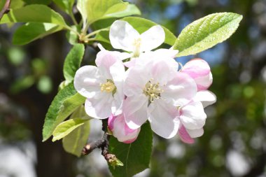 Elma çiçekleri aşkın, barışın, şehvetin ve verimliliğin aceleci sembolleridir, pembenin tonlarıyla beyaz, ve tozlaşma için böcekleri çeken özel bir koku ve aroma..