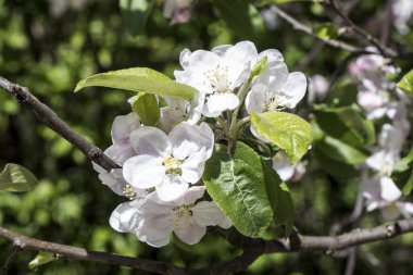 Elma çiçekleri aşkın, barışın, şehvetin ve verimliliğin aceleci sembolleridir, pembenin tonlarıyla beyaz, ve tozlaşma için böcekleri çeken özel bir koku ve aroma..