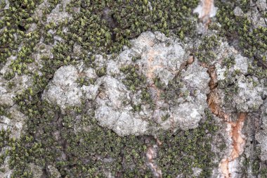 Yaşlı ağacın çatlak dokusu gücü, uzun ömürlülüğü, sürekliliği ve zamanla uyumu simgeler..