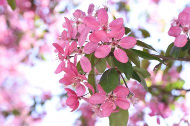 Kara Erik Cerasifera çiçekleri ayrıca süs eriği olarak da bilinir, yoğun bir tacı, mor kırmızı tonlarda oval yaprakları olan küçük bir ağaç türüdür. Çiçekler açık pembe.