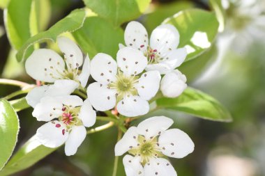 Bazı bölgelerde ve prsad (Moldova) olarak adlandırılan Pyrus komunis 'in beyaz çiçekleri, yaprakları dökülen ve meyveleri armut olan bir ağaçtır. Çiçekleri 1,5 cm taçyapraklı beyaz ya da pembedir.  