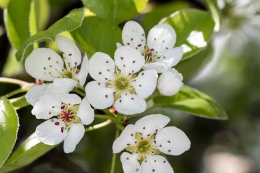 Bazı bölgelerde ve prsad (Moldova) olarak adlandırılan Pyrus komunis 'in beyaz çiçekleri, yaprakları dökülen ve meyveleri armut olan bir ağaçtır. Çiçekleri 1,5 cm taçyapraklı beyaz ya da pembedir.  