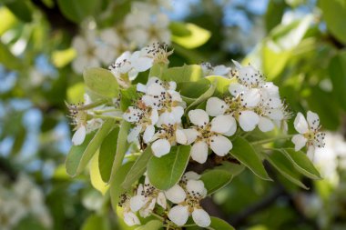 Bazı bölgelerde ve prsad (Moldova) olarak adlandırılan Pyrus komunis 'in beyaz çiçekleri, yaprakları dökülen ve meyveleri armut olan bir ağaçtır. Çiçekleri 1,5 cm taçyapraklı beyaz ya da pembedir.  