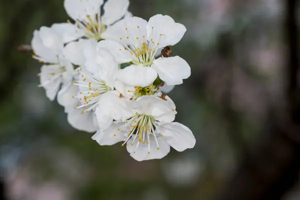 Cherry Blossoms White Symbolize Happiness Well Being Female Sexuality Birth — Stock Photo, Image