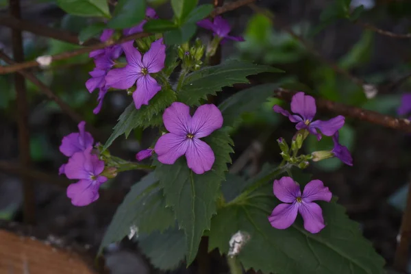 Violer Delikat Blomma Och Att Viol Som Gåva Symboliserar Uppriktighet — Stockfoto