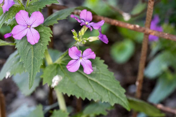 Violettes Est Une Fleur Délicate Donner Une Violette Comme Cadeau — Photo