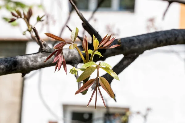 Světle Zelené Mladé Ořechové Listy Odstíny Červené Eliptického Tvaru Obsahují — Stock fotografie