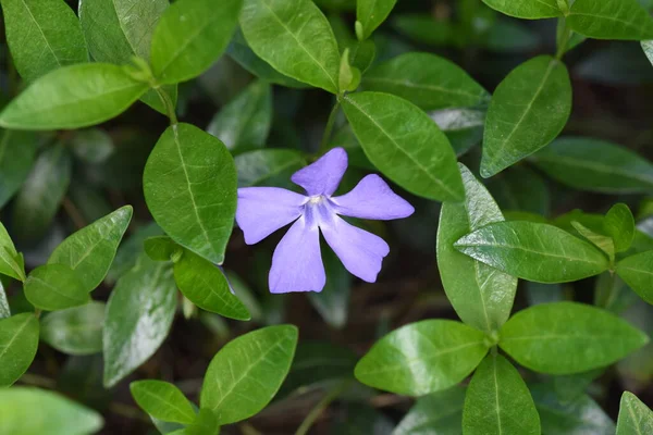 Violetas Uma Flor Delicada Dar Uma Violeta Como Presente Simboliza — Fotografia de Stock