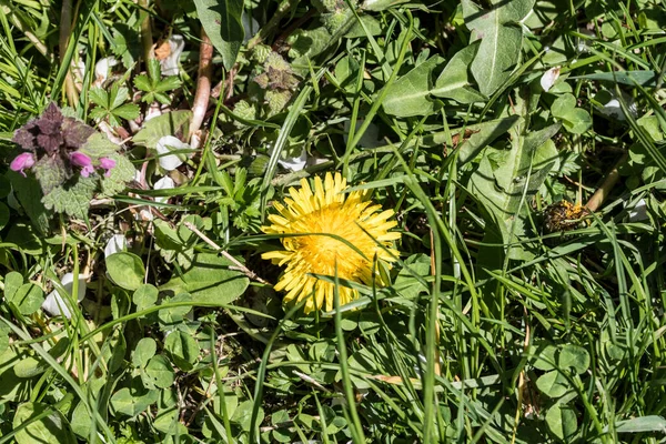 Πικραλίδα Κοινό Πικραλίδα Είναι Ένα Λουλούδι Γνωστό Για Κίτρινο Κεφάλι — Φωτογραφία Αρχείου