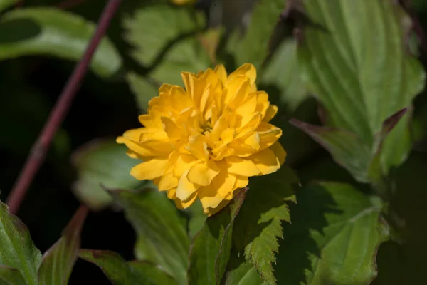 Kerria Japonica Żółte Kwiaty Frędzla Pojawiają Się Kwietniu Trwają Czerwca — Zdjęcie stockowe
