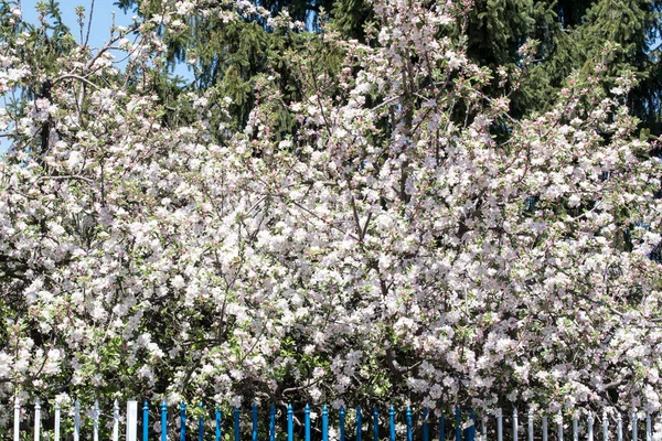 Jablečné Květy Jsou Impulzivními Symboly Lásky Míru Smyslnosti Plodnosti Bílé — Stock fotografie