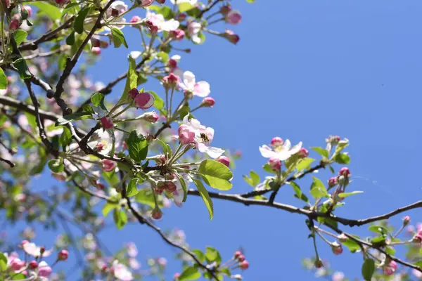 Jablečné Květy Jsou Impulzivními Symboly Lásky Míru Smyslnosti Plodnosti Bílé — Stock fotografie
