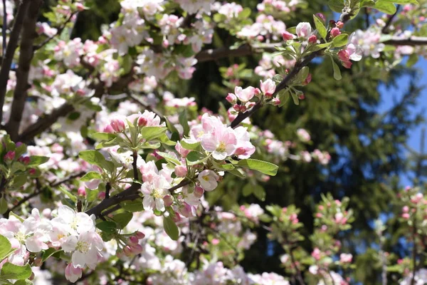 Les Fleurs Pomme Sont Des Symboles Impétueux Amour Paix Sensualité — Photo