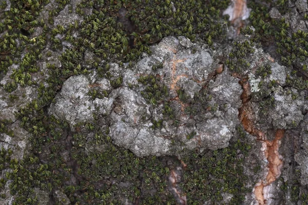 Textura Agrietada Del Árbol Viejo Simboliza Fuerza Longevidad Continuidad Armonía —  Fotos de Stock