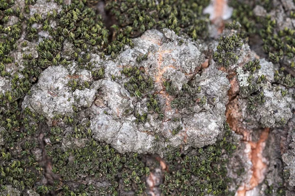 Textura Agrietada Del Árbol Viejo Simboliza Fuerza Longevidad Continuidad Armonía —  Fotos de Stock