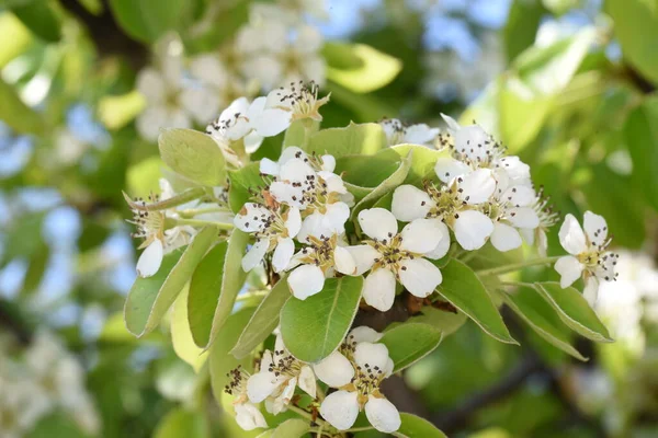 Witte Bloemen Van Pyrus Comunis Haar Genoemd Sommige Regio Prsad — Stockfoto