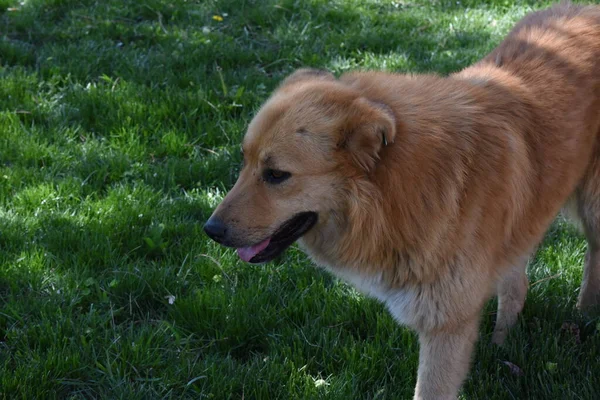 Ritratto Canino Cane Fedele Gentile Tranquillo Accompagna Suo Proprietario Una — Foto Stock