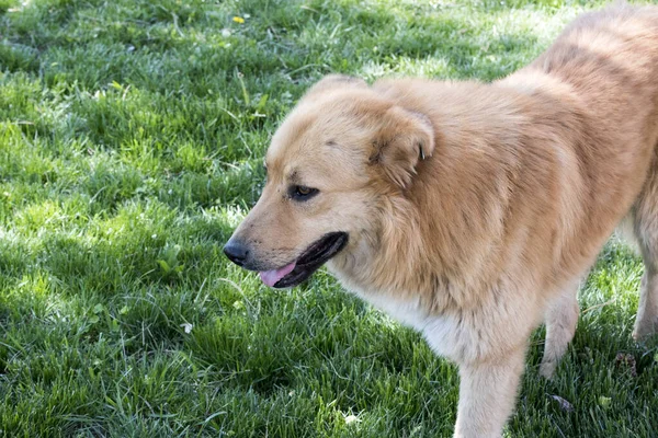 Kutya Portré Egy Hűséges Szelíd Békés Kutya Kíséri Gazdája Egy — Stock Fotó