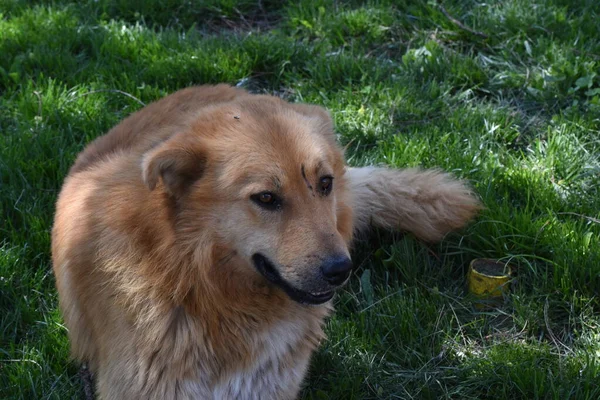 Portrait Canin Chien Fidèle Doux Paisible Accompagne Son Propriétaire Lors — Photo