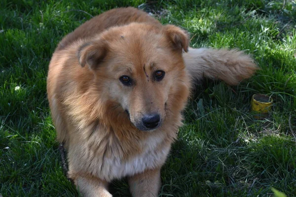 Retrato Canino Cão Fiel Gentil Pacífico Acompanha Seu Dono Uma — Fotografia de Stock