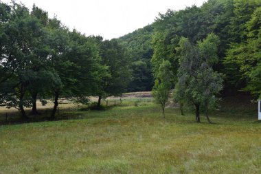Prislop Manastırı 'nın içindeki küçük mezarlık. Peder Arsenie Boca' nın ebedi uykusunu uyuduğu mezarlık. Oyma ahşap bir pavyon tarafından korunuyor.