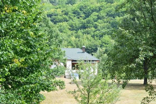 Landschaft Mit Grünen Wiesen Wald Mit Bäumen Verschiedener Essenzen Und — Stockfoto