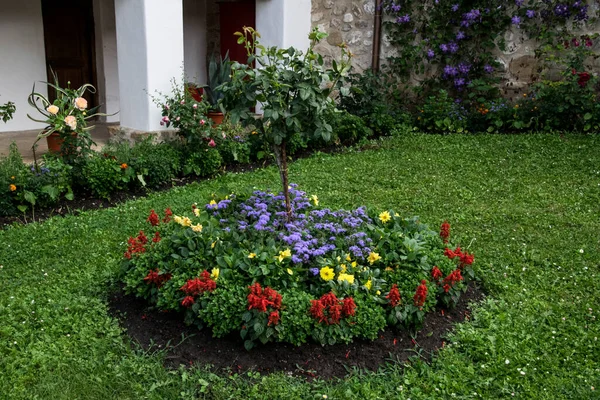 3人の兄弟 そしてPolovragi修道院の多色の花 繊細でカラフルで陽気で あらゆる種類のパンジーは バルコニー プランター 庭園にとって最も美しい花の1つです — ストック写真