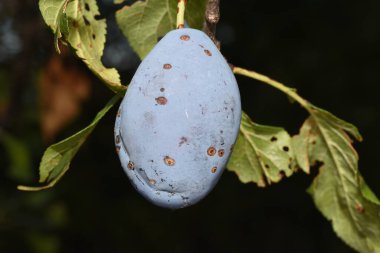 Erikler eriğin meyvesidir, uzun, patlıcan ya da sarımtırak, büyük taşlı ve sulu sarı çekirdekli.