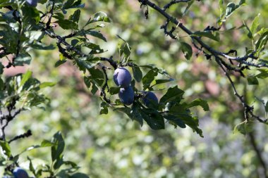 Erikler eriğin meyvesidir, uzun, patlıcan ya da sarımtırak, büyük taşlı ve sulu sarı çekirdekli.