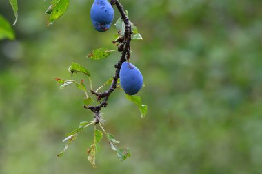 Erikler eriğin meyvesidir, uzun, patlıcan ya da sarımtırak, büyük taşlı ve sulu sarı çekirdekli.