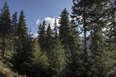 Rodna Dağları Ulusal Parkı, Romanya 'nın kuzeyinde, Bistria-Nsud ve Maramure bölgelerinde yer alan ve kayalar, ormanlar, boşluklar ve alp yaylarından oluşan doğal bir alandır.