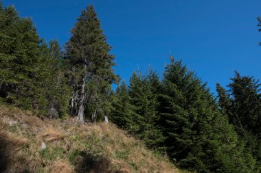 Rodna Dağları Ulusal Parkı, Romanya 'nın kuzeyinde, Bistria-Nsud ve Maramure bölgelerinde yer alan ve kayalar, ormanlar, boşluklar ve alp yaylarından oluşan doğal bir alandır.