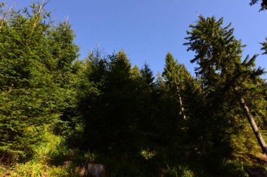 Rodna Dağları Ulusal Parkı, Romanya 'nın kuzeyinde, Bistria-Nsud ve Maramure bölgelerinde yer alan ve kayalar, ormanlar, boşluklar ve alp yaylarından oluşan doğal bir alandır.