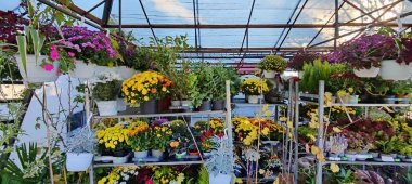 Bahçedeki güzel çiçekler