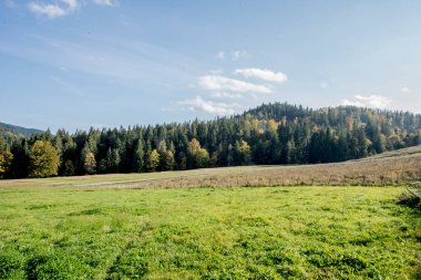 Sonbahar mevsiminde bir dağ ormanı olan güzel bir manzara.