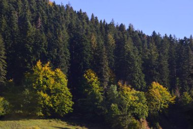 Çek Cumhuriyeti'nde sonbahar orman