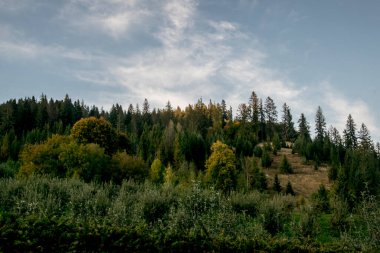 Ormanın ortasındaki dağlarda güzel bir orman manzarası.