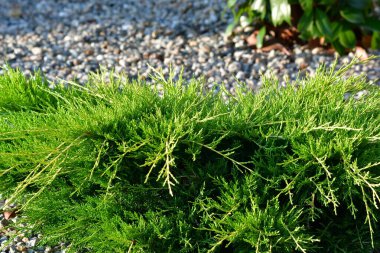 Ormanda yeşil yosun