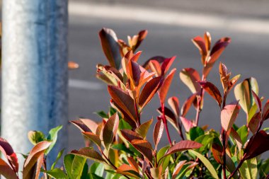 Yaklaş - bir ağaçtaki kırmızı ve beyaz çiçeğe.