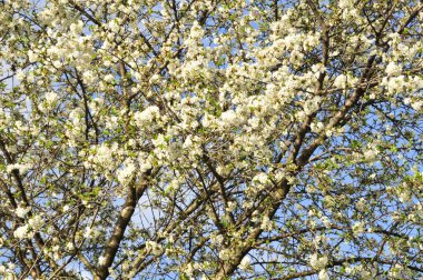 Parkta beyaz çiçekler